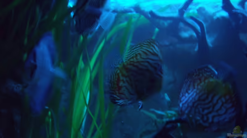 Besatz im Aquarium Öppis Flussbett von PH Neutral (43)