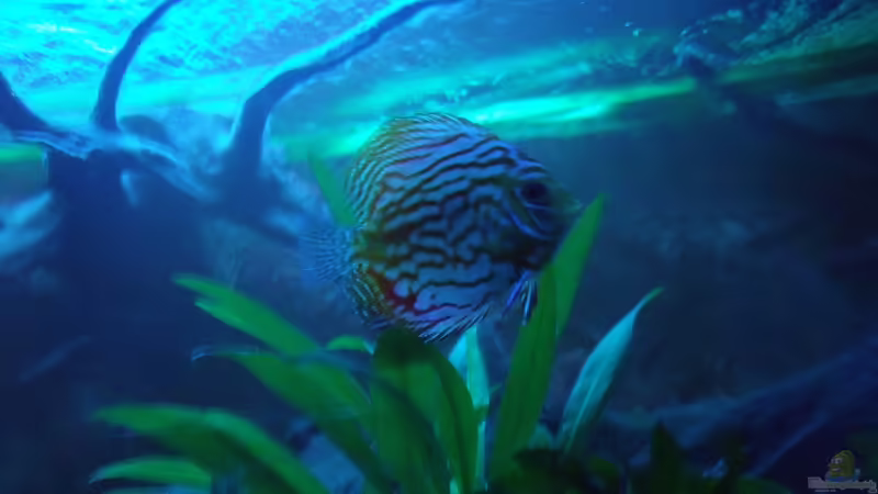 Besatz im Aquarium Öppis Flussbett von PH Neutral (44)