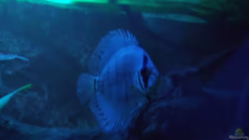 Besatz im Aquarium Öppis Flussbett von PH Neutral (45)