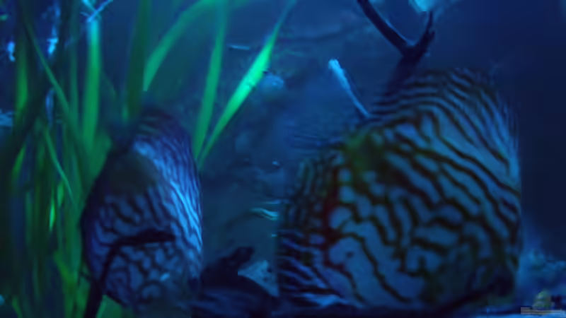 Besatz im Aquarium Öppis Flussbett von PH Neutral (46)