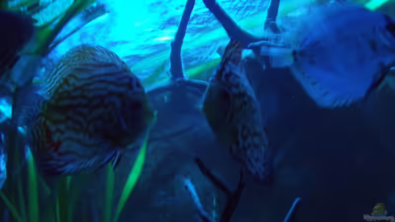 Besatz im Aquarium Öppis Flussbett von PH Neutral (47)