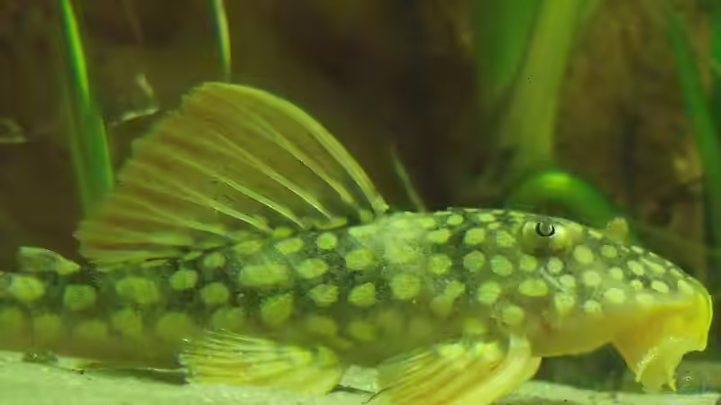 Besatz im Aquarium Öppis Flussbett von PH Neutral (50)