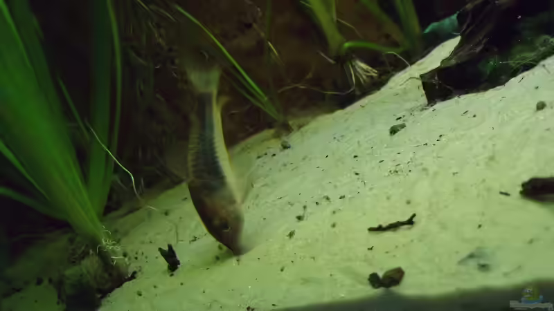 Besatz im Aquarium Öppis Flussbett von PH Neutral (54)