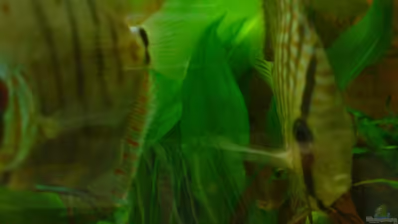 Besatz im Aquarium Öppis Flussbett von PH Neutral (55)