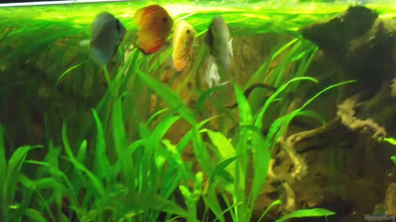 Besatz im Aquarium Öppis Flussbett von PH Neutral (57)