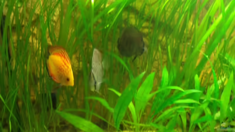 Besatz im Aquarium Öppis Flussbett von PH Neutral (58)