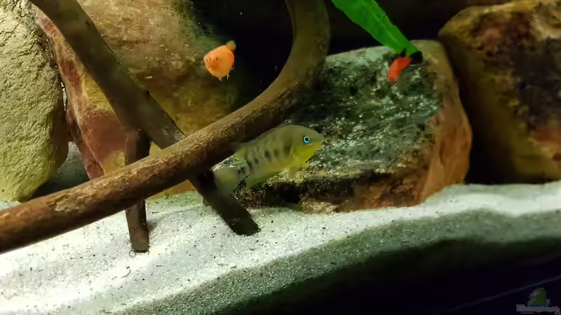 Besatz im Aquarium Oh, wie schön ist Panama von naturalR (5)