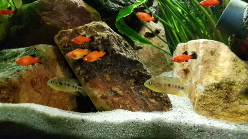 Besatz im Aquarium Oh, wie schön ist Panama von naturalR (8)