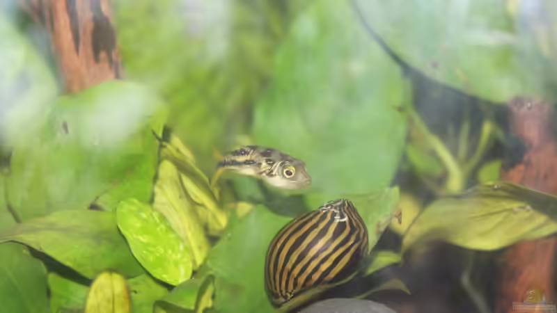 Besatz im Aquarium Old but Gold aufgelöst von Trimmy (23)