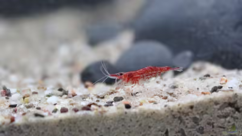 Besatz im Aquarium Old but Gold aufgelöst von Trimmy (24)