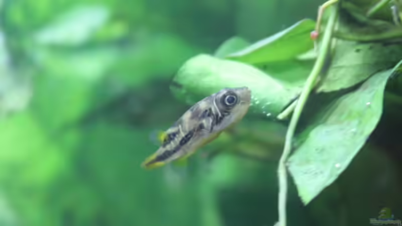 Besatz im Aquarium Old but Gold aufgelöst von Trimmy (25)