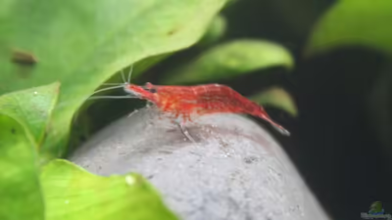 Besatz im Aquarium Old but Gold aufgelöst von Trimmy (26)