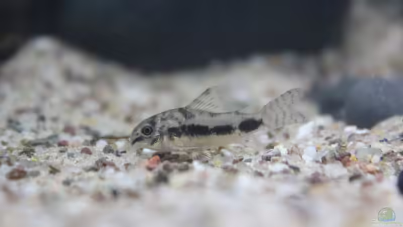 Besatz im Aquarium Old but Gold aufgelöst von Trimmy (27)