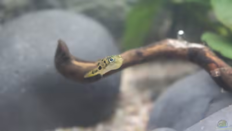 Besatz im Aquarium Old but Gold aufgelöst von Trimmy (28)