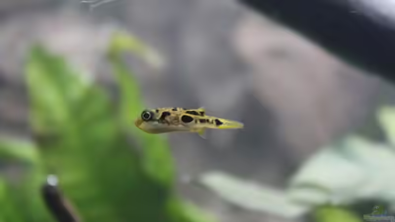 Besatz im Aquarium Old but Gold aufgelöst von Trimmy (31)