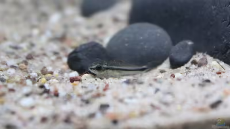 Besatz im Aquarium Old but Gold aufgelöst von Trimmy (32)