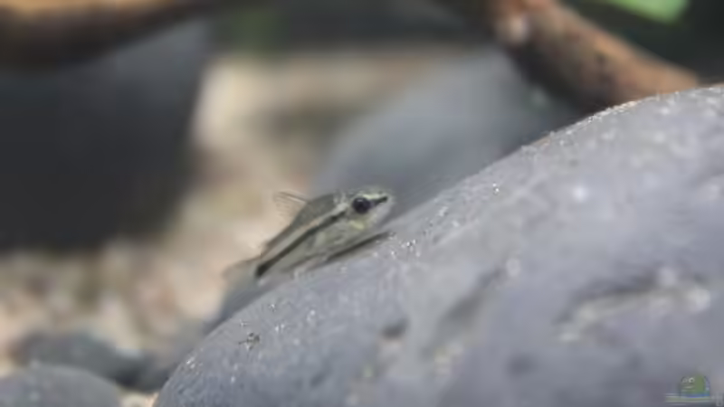 Besatz im Aquarium Old but Gold aufgelöst von Trimmy (33)