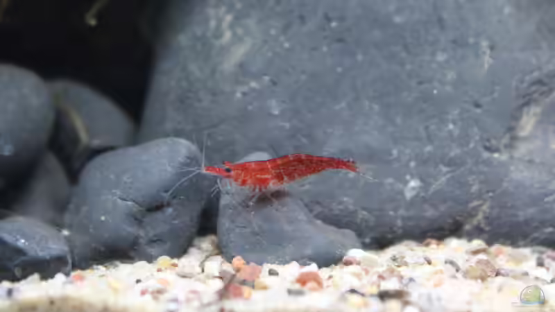 Besatz im Aquarium Old but Gold aufgelöst von Trimmy (34)