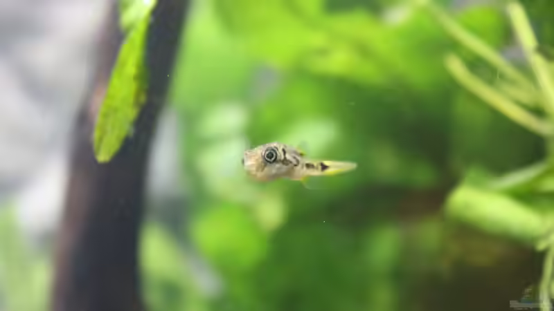 Besatz im Aquarium Old but Gold aufgelöst von Trimmy (35)