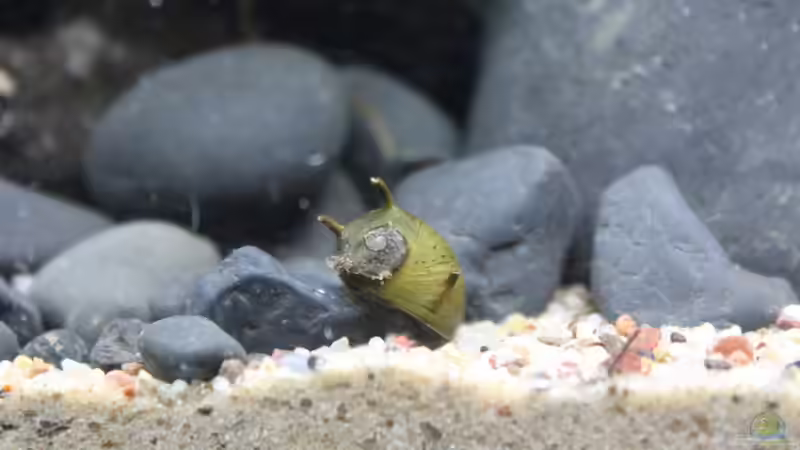 Besatz im Aquarium Old but Gold aufgelöst von Trimmy (36)