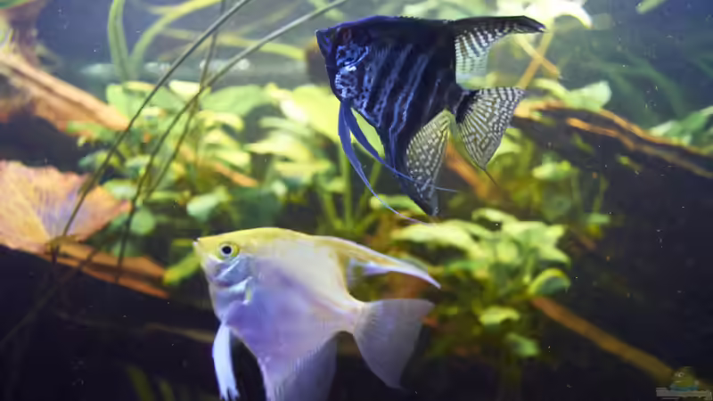 Besatz im Aquarium Oldschool Panorama von Enrico Friedrich (22)