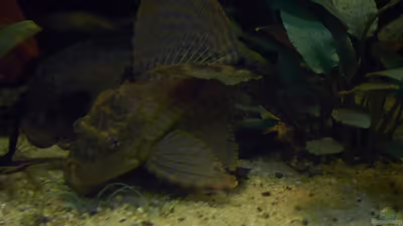 Besatz im Aquarium Oldschool Panorama von Enrico Friedrich (25)