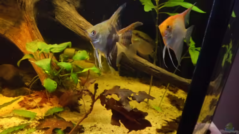 Besatz im Aquarium Oldschool Panorama von Enrico Friedrich (26)