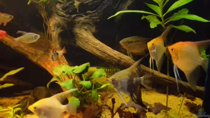 Besatz im Aquarium Oldschool Panorama von Enrico Friedrich (27)