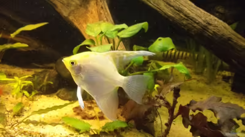 Besatz im Aquarium Oldschool Panorama von Enrico Friedrich (28)