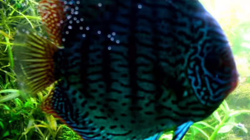 Besatz im Aquarium On The Riverbank von @mazonas (49)