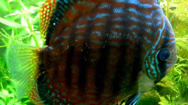 Besatz im Aquarium On The Riverbank von @mazonas (50)