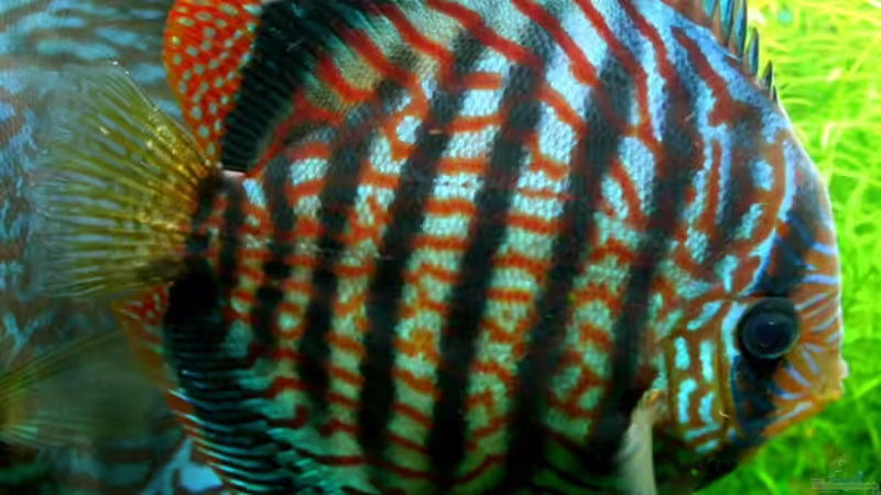 Besatz im Aquarium On The Riverbank von @mazonas (52)