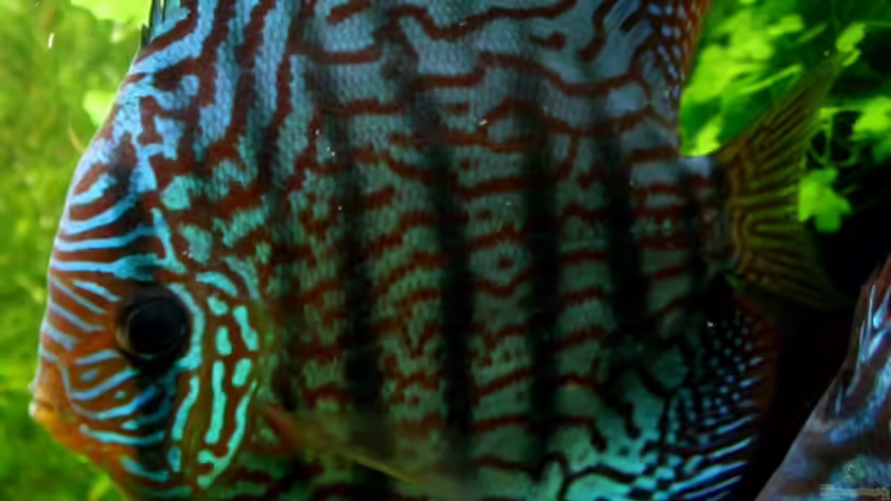 Besatz im Aquarium On The Riverbank von @mazonas (53)