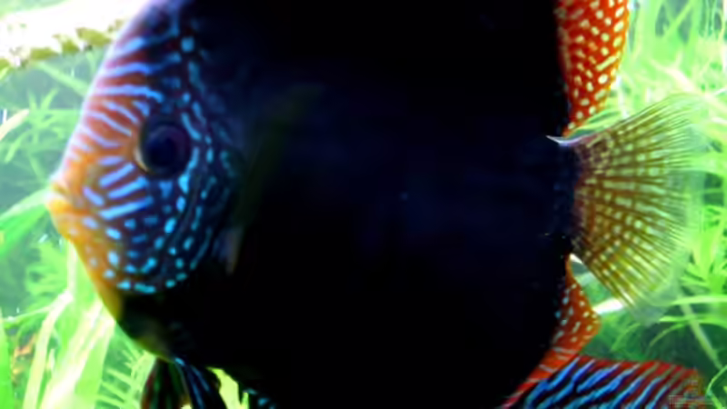 Besatz im Aquarium On The Riverbank von @mazonas (54)