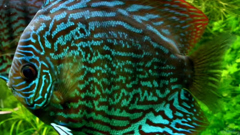 Besatz im Aquarium On The Riverbank von @mazonas (55)