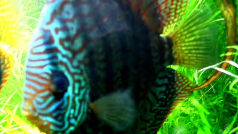 Besatz im Aquarium On The Riverbank von @mazonas (57)