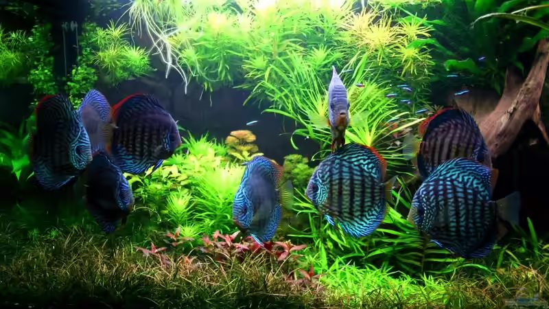 Besatz im Aquarium On The Riverbank von @mazonas (64)