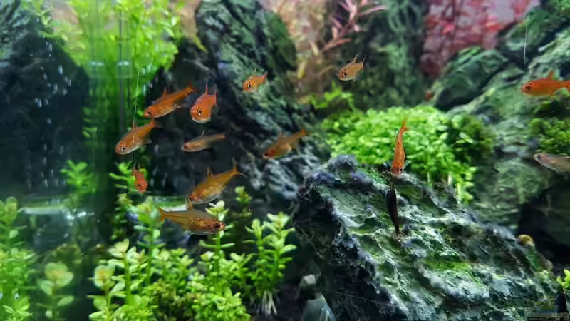 Besatz im Aquarium Only Stone von YoshiMaus (10)