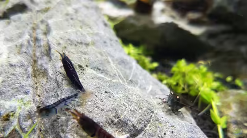 Besatz im Aquarium Only Stone von YoshiMaus (7)