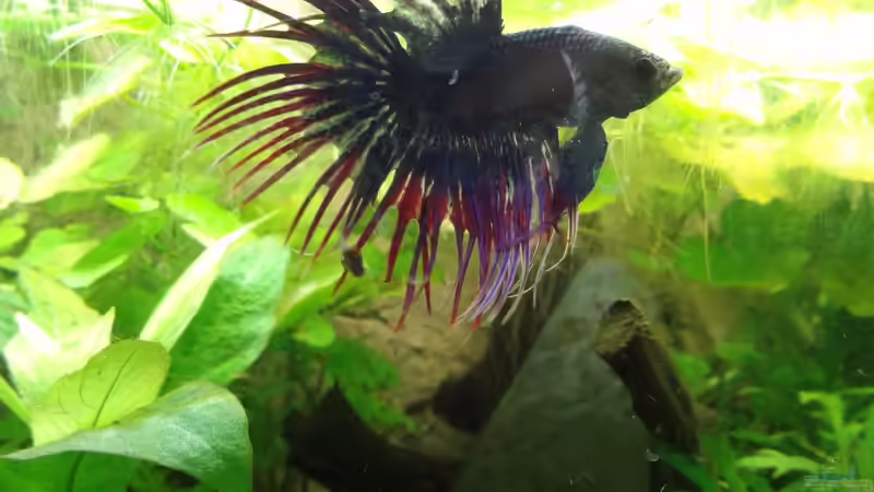 Besatz im Aquarium Oogie Boogie&#039;s Paradies von Große-Blubbel-Kleine-Blubbel (10)