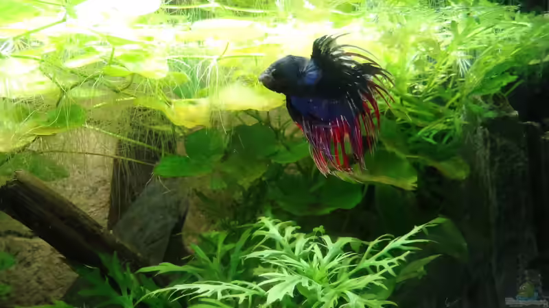 Besatz im Aquarium Oogie Boogie&#039;s Paradies von Große-Blubbel-Kleine-Blubbel (12)