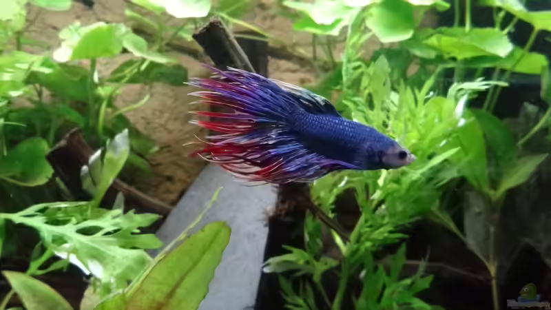 Besatz im Aquarium Oogie Boogie&#039;s Paradies von Große-Blubbel-Kleine-Blubbel (13)