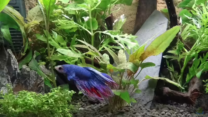 Besatz im Aquarium Oogie Boogie&#039;s Paradies von Große-Blubbel-Kleine-Blubbel (14)