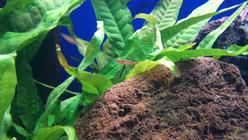 Besatz im Aquarium OPEN WORLD ² von I.R.C.H.A (11)