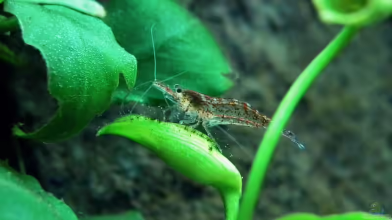 Besatz im Aquarium OPEN WORLD ² von I.R.C.H.A (13)