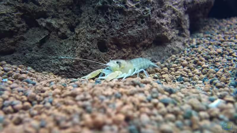 Besatz im Aquarium OPEN WORLD ² von I.R.C.H.A (7)