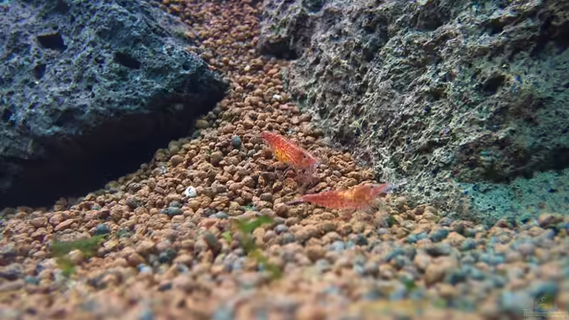 Besatz im Aquarium OPEN WORLD ² von I.R.C.H.A (9)