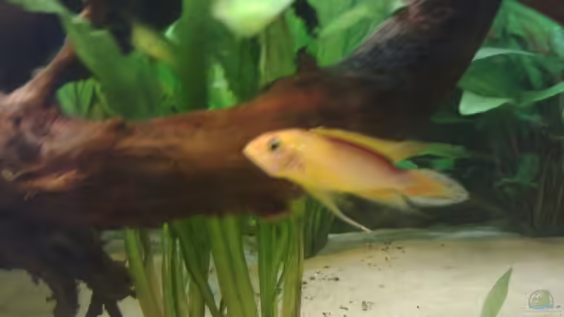 Besatz im Aquarium Orilla del rio Aufgelöst von Koehler (45)