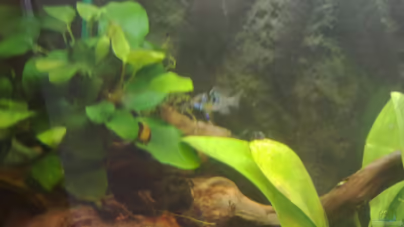 Besatz im Aquarium Orilla del rio Aufgelöst von Koehler (46)