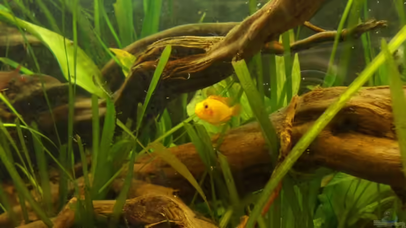 Besatz im Aquarium Orilla del rio Aufgelöst von Koehler (47)